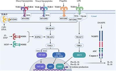 Role of pattern recognition receptors and microbiota-derived ligands in obesity